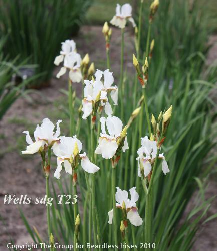 Wells sdg T23
